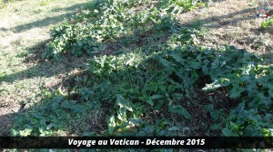 Voyage au vatican 49